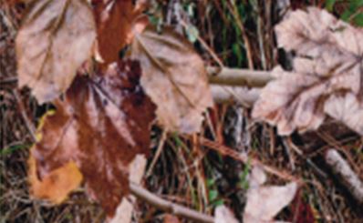 Forest Floor