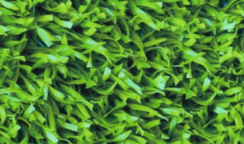 Grass