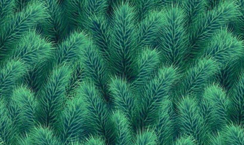 Holiday Pine