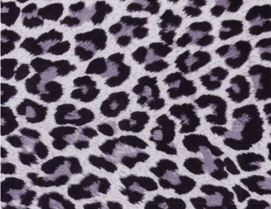 Snow Leopard