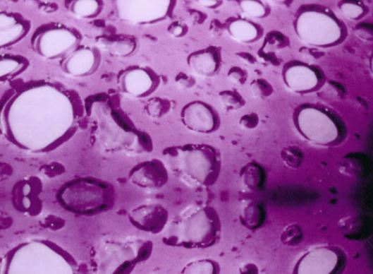 Melt Purple