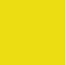 Crocus Yellow