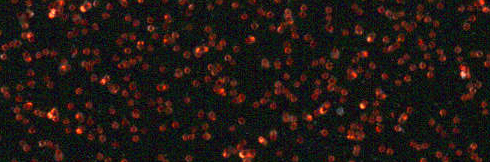 Metal Flake Red Black