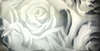 Silver Roses