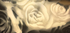 Gold Roses