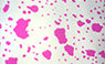 Pink Splash