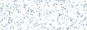White Royal Blue