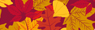 Autumn Leaves