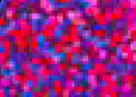 Fuschsia